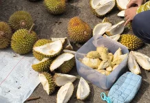 Pemkab Sanggau Dorong Tiap Desa Kembangkan Durian Unggul