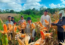 Produktivitas Jagung Petani Binaan Polsek Entikong Lampaui Target