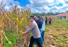 Panen Jagung Kuartal I Polsek Sekayam Capai 31,9 Ton