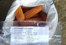Sekayam Catat Produktivitas Jagung Lahan Deplot Tertinggi