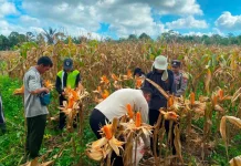 Petani Perbatasan Wujudkan Dukungan untuk Swasembada Pangan
