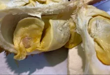 Pelestarian Tembawang Dukung Durian Unggulan Sanggau