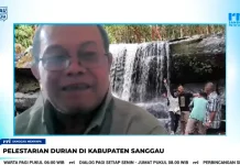 Ancaman Nyata Kelestarian Durian Sanggau, Perlu Perlindungan Bersama
