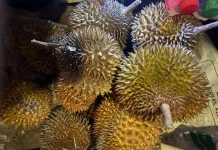 Punya Cita Rasa Khas, Durian Sanggau Tembus ke Luar Daerah