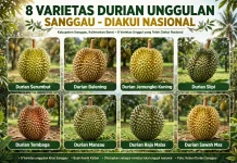 Sanggau Miliki 9 Varietas Durian Lokal yang Diakui Nasional