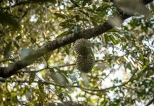Alasan Durian Hutan Lebih Nikmat Dibanding Hasil Pemupukan Kimia