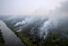 Ini yang Terjadi jika Kabut Asap Melanda