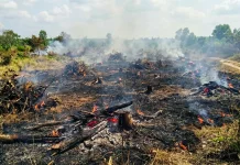 Potensi Karhutla Meningkat, Ribuan Titik Panas Terdeteksi di Sanggau