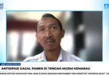 Dampak Kemarau Terhadap Lahan Pertanian di Sanggau