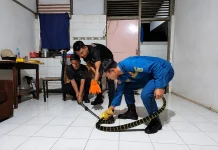 Damkar Sanggau Evakuasi Ular Weling di Jendela Rumah