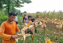 Panen Jagung Polsek Sekayam Tembus 14 Ton Per Hektare