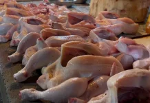 Harga Ayam Potong di Sanggau Turun