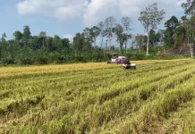 Program Optimasi Lahan Pacu Frekuensi Tanam Petani Sanggau