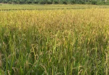 DKPTPHP Sanggau Dorong Swasembada Pangan Bagi Petani