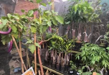 DKPTPHP Sanggau Tampilkan Produk Pertanian di Sabang Merah