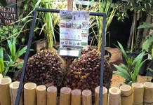 Disbunnak Sanggau Pamerkan Benih Sawit Unggul di Pameran Pembangunan 2026