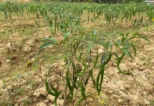 Kemarau, Sanggau Waspadai Gangguan Produksi Cabai