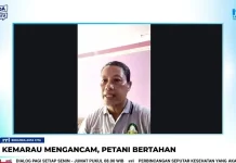 Kemarau Panjang Mengancam, Petani Entikong Tetap Bertahan