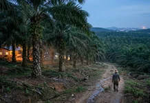 Sawit Boleh Ditanam, tapi Ada Batas dan Aturannya