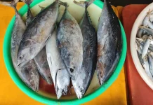 Musim Kemarau Bikin Harga Ikan Laut di Sanggau Melambung