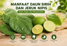 Manfaat Daun Sirih dan Jeruk Nipis bagi Kesehatan