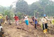 Petani Tradisional Sekayam Mulai Tanam Padi