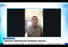 Kemarau dan Kabut Asap Ganggu Peternakan Unggas di Sanggau