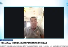 Kemarau Panjang Berdampak pada Usaha Ternak Unggas Sanggau