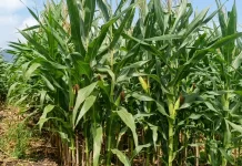 Entikong Potensial Kembangkan Budidaya Jagung