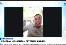 Kemarau dan Kabut Asap Ancam Ternak Unggas Sanggau