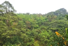 Hutan Lindung Batasi Ruang Pembangunan Desa Nekan