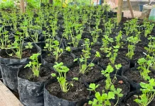 Kabut Asap Batasi Aktivitas, Pokdarwis Sanggau Pilih Kembangkan Kebun Produktif