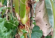 Khasiat Alami Air Batang Pisang bagi Kesehatan Tubuh