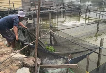 Kemarau, Budidaya Ikan di Sekayam Tetap Berjalan