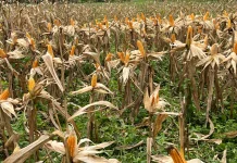 Pipil Jagung Perbatasan untuk Ketahanan Pangan