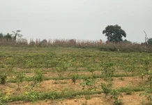 Dampak El Nino, Petani Cabai di Sekayam Terancam Gagal Panen