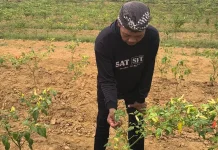 Produksi Cabai Sekayam Anjlok hingga 30 Persen akibat Kemarau