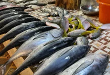Harga Ikan Sanggau Naik, Pasokan Terganggu