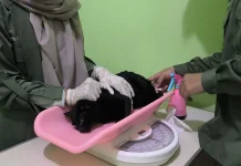 Kuota Terbatas, Minat Kastrasi Kucing di Sekayam Tinggi