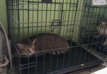 Hari Rabies Sedunia, Sanggau Perkuat Pencegahan Rabies di Perbatasan