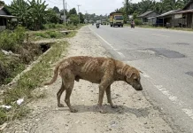 Cakupan Vaksinasi Rabies di Sanggau Masih Rendah