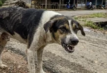 Kenali Perubahan Perilaku Hewan yang Bisa Jadi Tanda Rabies