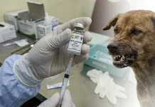 Digigit Hewan Rabies? Ini Pertolongan Pertamanya