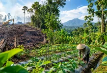 Cegah Deforestasi, Pertanian Berkelanjutan Jaga Hutan Indonesia