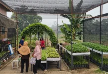 CFD Kembali Dibuka, Sayuran Kebun Pokdarwis Sanggau Laris Diserbu Pengunjung