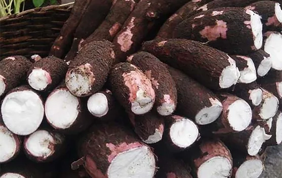 Begini Cara Mengendalikan Hama pada Tanaman Singkong