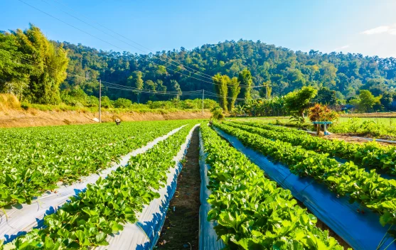 Mengenal Aplikasi Cocopeat dan Pemanfaatannya di Dunia Pertanian