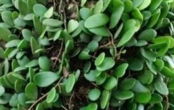 Manfaat Daun Sisik Naga untuk Kesehatan