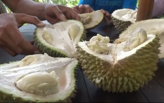 Risiko Dibalik Kelezatan Eksotis Buah Durian