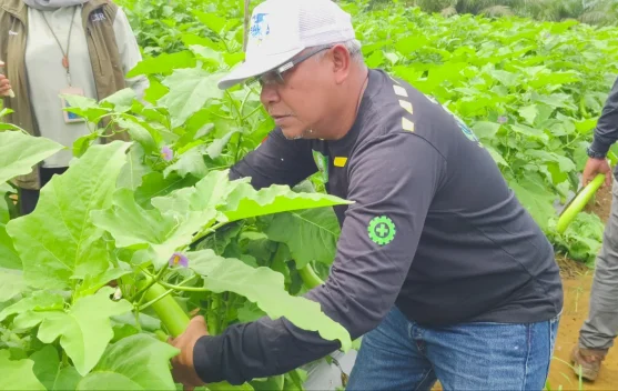 Sekda Sanggau Panen Terong di Lahan Eks Sampah